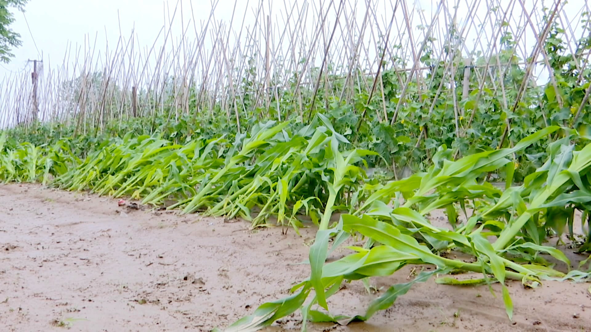 ae2865a6a2e1952eeac5cc86e399ec8e7465422b1588668251220.jpg?pid=85167 ae2865a6a2e1952eeac5cc86e399ec8e7465422b1588668251220.jpg?pid=85167