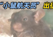 【科普一下】300选4！神二十一“小鼠航天员”是怎么“卷”出来的？