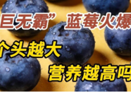【科普一下】“巨无霸”蓝莓火爆！个头越大营养越高吗？