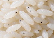 【科普一下】米饭煮熟后冒出的小黑点，到底是胚芽还是霉斑？