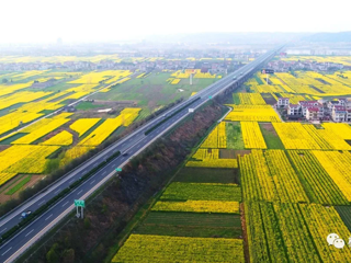 木塘垸田园油菜风光